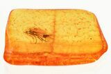 Detailed Fossil Dagger Fly and Biting Midge In Baltic Amber #357860-1